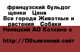 французский бульдог щенки › Цена ­ 50 000 - Все города Животные и растения » Собаки   . Ненецкий АО,Коткино с.
